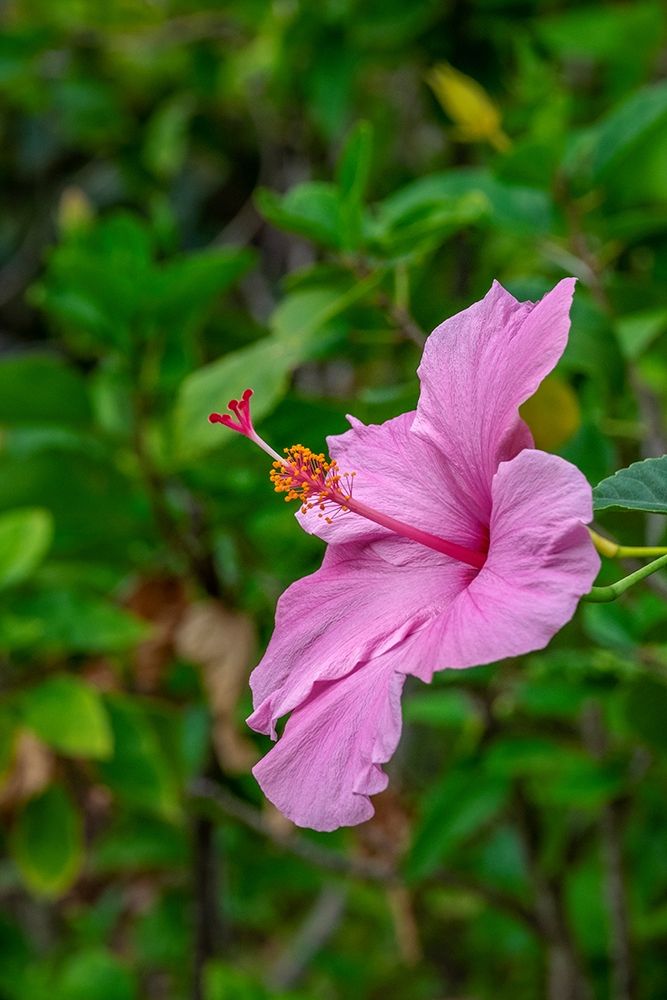 Hibiscus